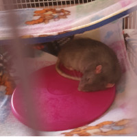 Scratch Newton Ice Pod *CLEARANCE*