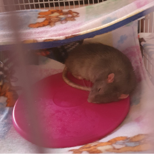 Scratch Newton Ice Pod *CLEARANCE*